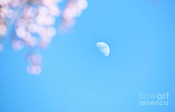 Moon Art Print featuring the photograph Weeping Cherry and Half Moon by Charline Xia