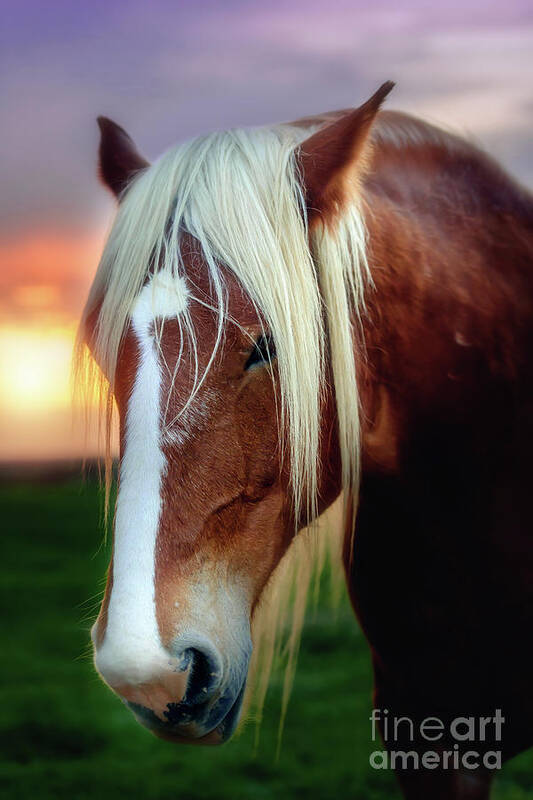 belgian Draft Horse  Art Print featuring the photograph Waiting for my Master by Tamyra Ayles