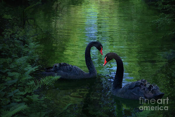 Swan Creek by Melinda Hughes-Berland