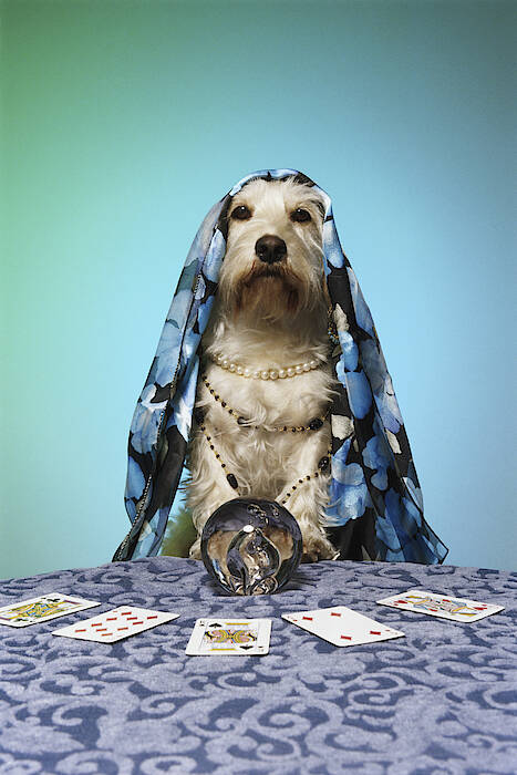 dog-dressed-as-fortune-teller-at-table-with-crystal-ball-john-w-banagan.jpg
