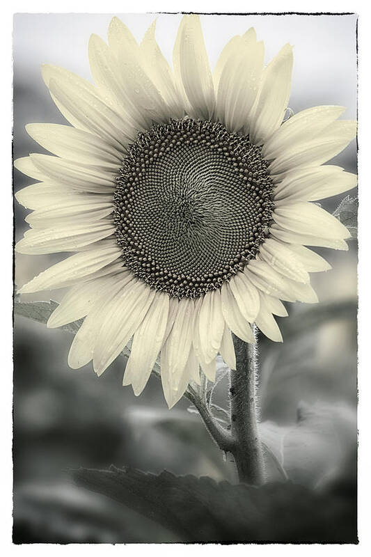 Stunning Sunflower Photographs (Page #10 of 100) | Fine Art America