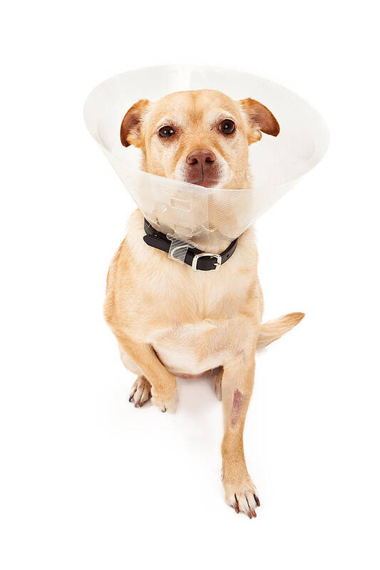 Dog Art Print featuring the photograph Chihuahua Mix Dog With Cone by Good Focused