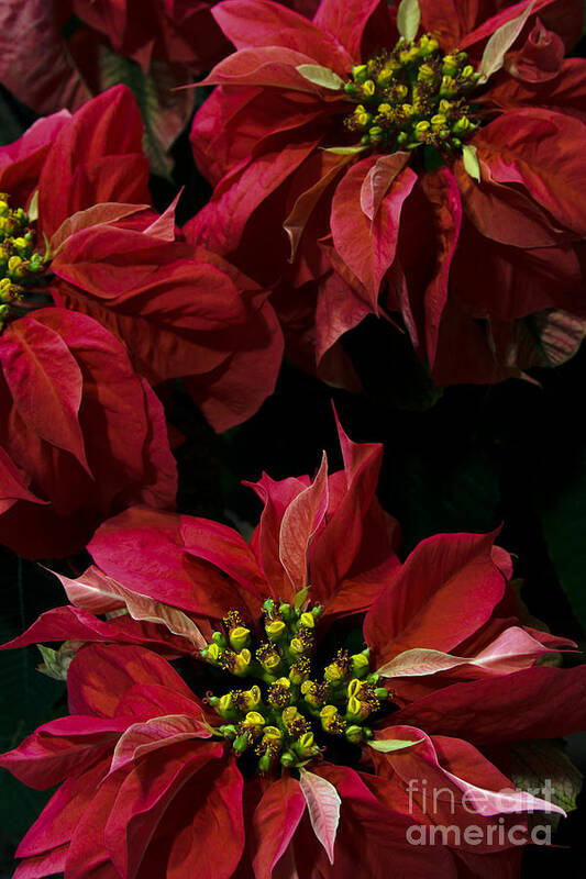 Poinsettias Art Print featuring the photograph Red Poinsettias Flowers by Chris Scroggins