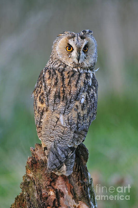 Long-eared Owl Art Print featuring the photograph 090811p316 by Arterra Picture Library