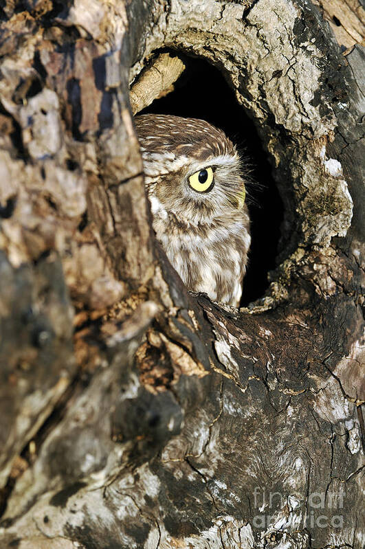 Little Owl Art Print featuring the photograph 090811p325 by Arterra Picture Library