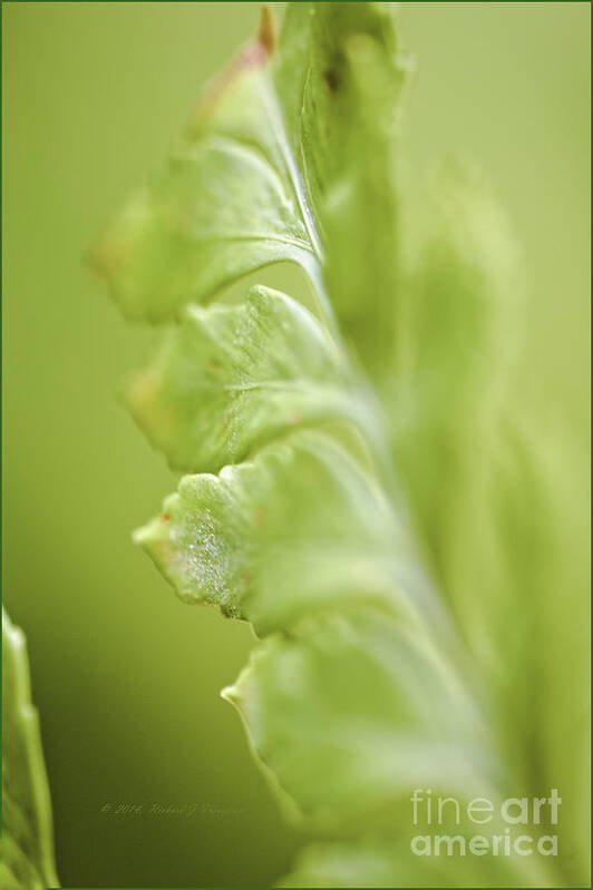 Close-up Art Print featuring the photograph Fern Fronds #1 by Richard J Thompson 