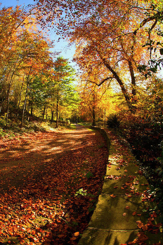 Leaf Art Print featuring the photograph A Path Covered With Fallen Leaves #1 by John Short
