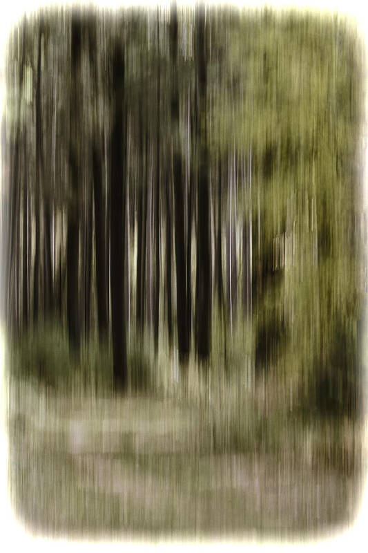  Art Print featuring the photograph Abstract Forest by Thomas Young
