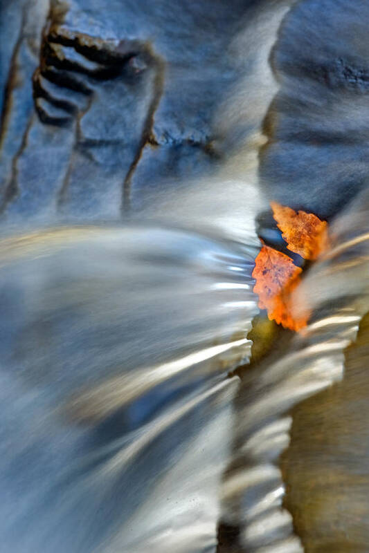 Fall Leaves Art Print featuring the photograph Autumn Color Caught in Time #4 by John Magyar Photography