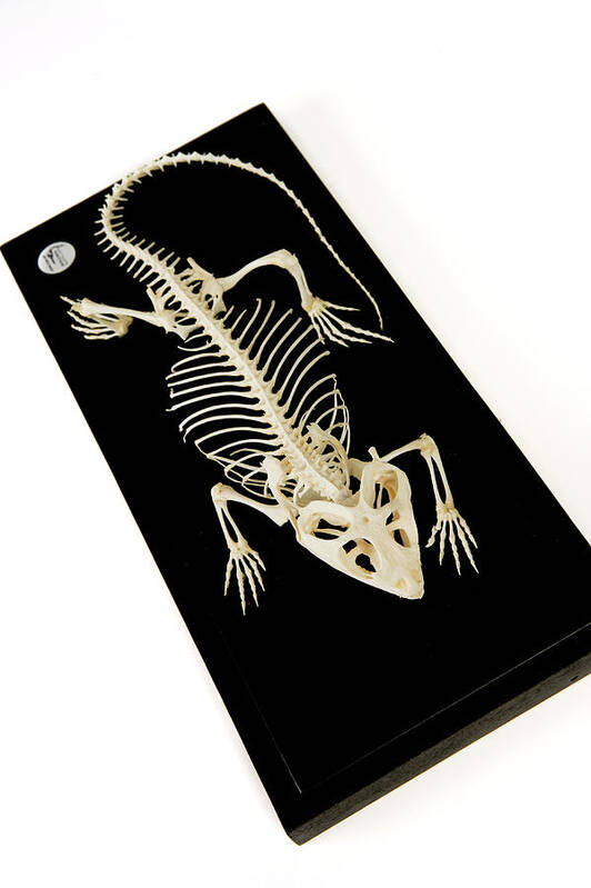 Lizard, Bearded Dragon Skeleton, Museum quality specimen. - nātür showroom  - Museum quality insects, butterflies and natural history collectibles,  artifacts and gifts