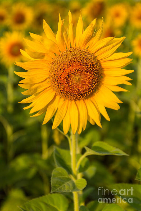 Agriculture Art Print featuring the photograph Beautiful sunflower #1 by Tosporn Preede