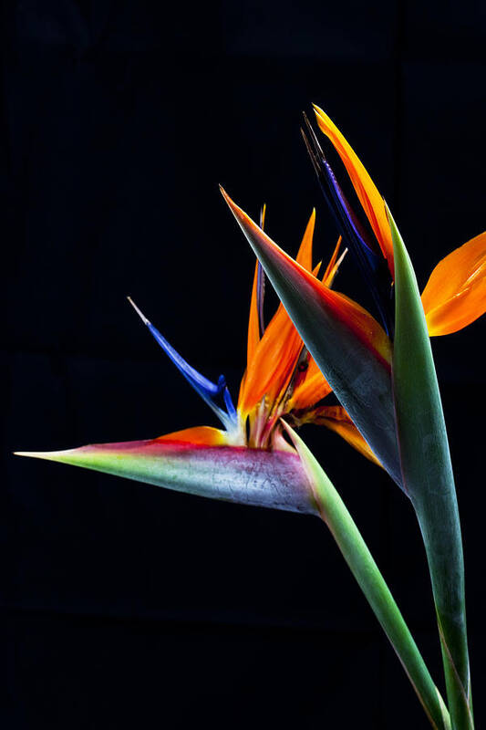 Bird Of Paradise Floral Colorful Maui Hawaii Art Print featuring the photograph Birds #1 by James Roemmling