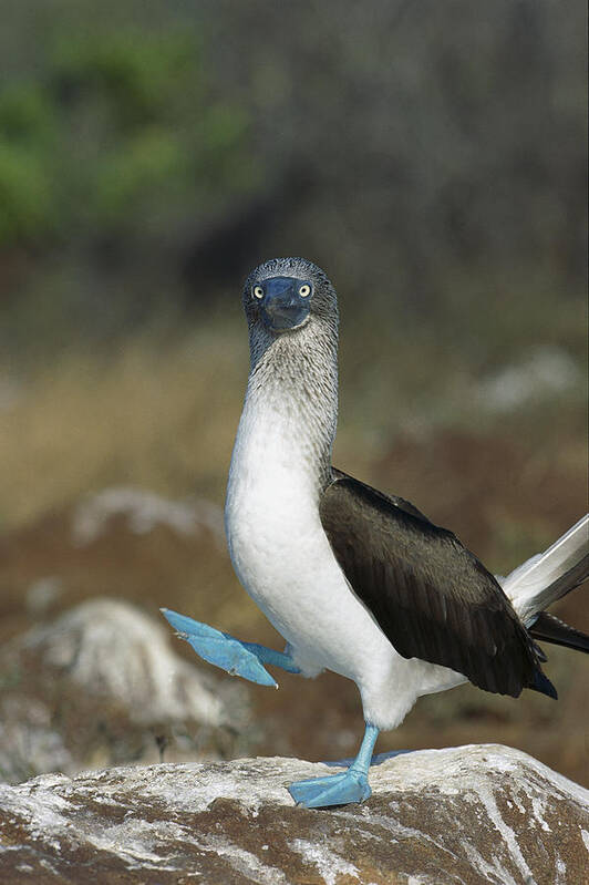 Feb0514 Art Print featuring the photograph Blue-footed Booby Courtship Dance #1 by Tui De Roy