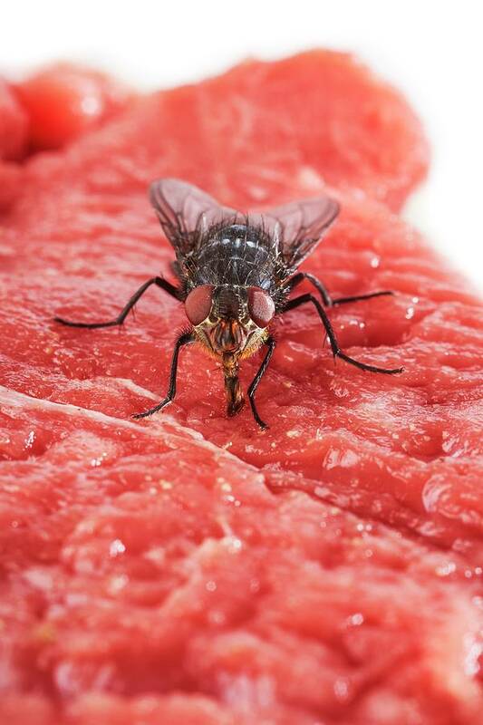 Indoors Art Print featuring the photograph Bluebottle Fly On Meat #1 by Science Photo Library