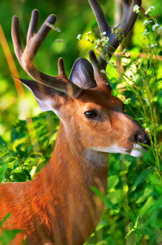 Deer Art Print featuring the photograph Buck in velvet #2 by Mary Almond