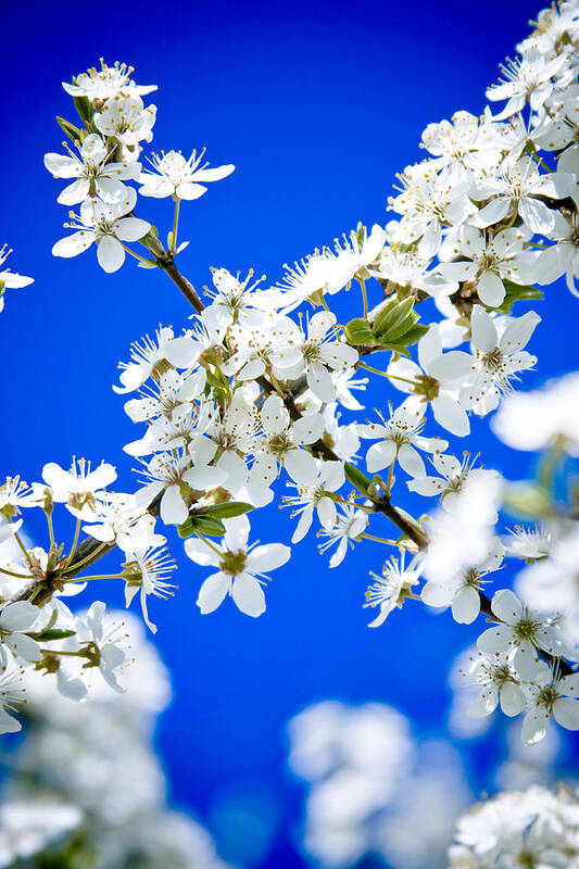 Flowers Art Print featuring the photograph Cherry blossom with blue sky #1 by Raimond Klavins