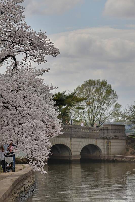 America Art Print featuring the photograph Cherry Blossoms - Washington DC - 011328 #1 by DC Photographer