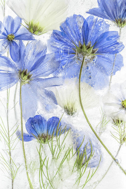 Cosmos Art Print featuring the photograph Cosmos Blue #1 by Mandy Disher