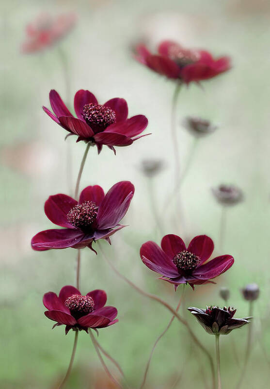 Cosmos Art Print featuring the photograph Cosmos Sway #1 by Mandy Disher