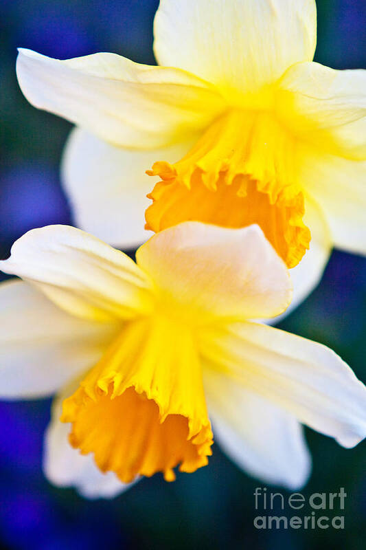 Daffodils Art Print featuring the photograph Daffodils by Roselynne Broussard