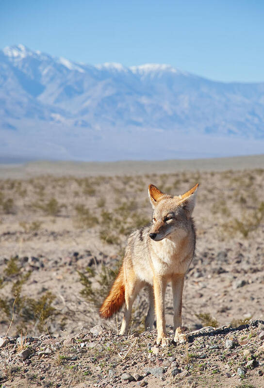 Desert Art Print featuring the photograph Desert Coyote #1 by Darren Bradley