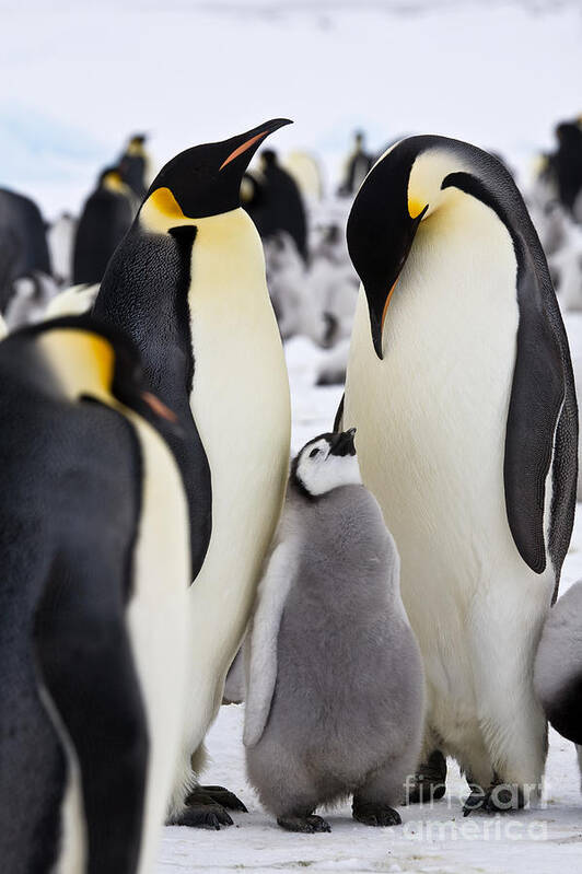 Penguin Colony Art Print featuring the photograph Emperor Penguins, Antarctica #1 by Greg Dimijian