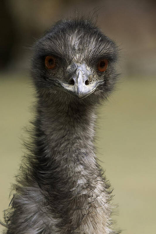 Feb0514 Art Print featuring the photograph Emu Portrait #1 by San Diego Zoo