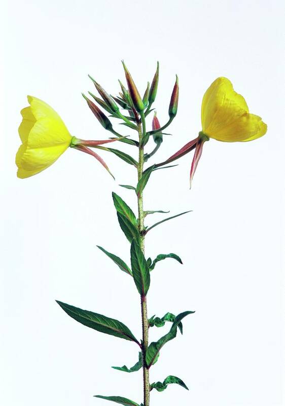 Oenothera Biennis Art Print featuring the photograph Evening Primrose Flowers #1 by Gustoimages/science Photo Library