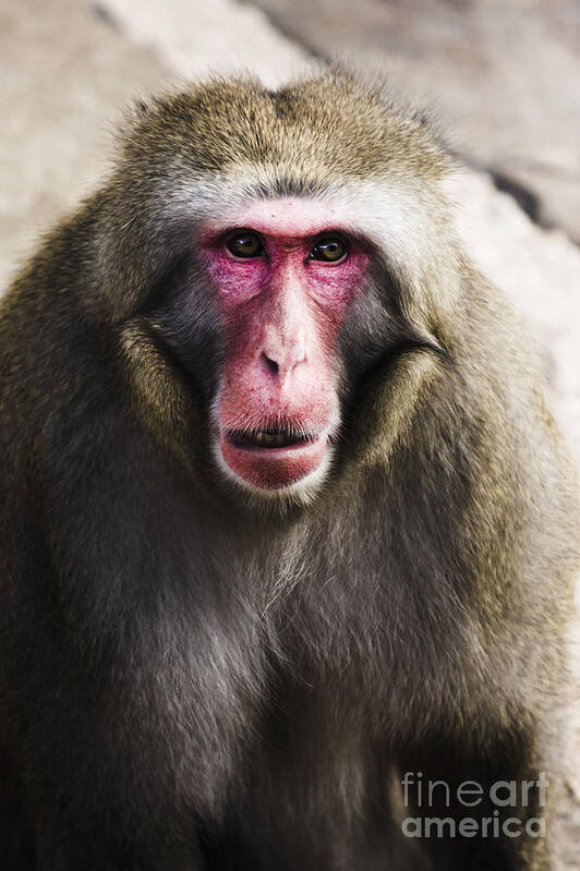 Monkey Art Print featuring the photograph Face of a Japanese Macaques monkey #1 by Jorgo Photography