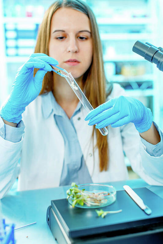 One Person Art Print featuring the photograph Female Biologist Testing Plants In Lab #1 by Wladimir Bulgar/science Photo Library