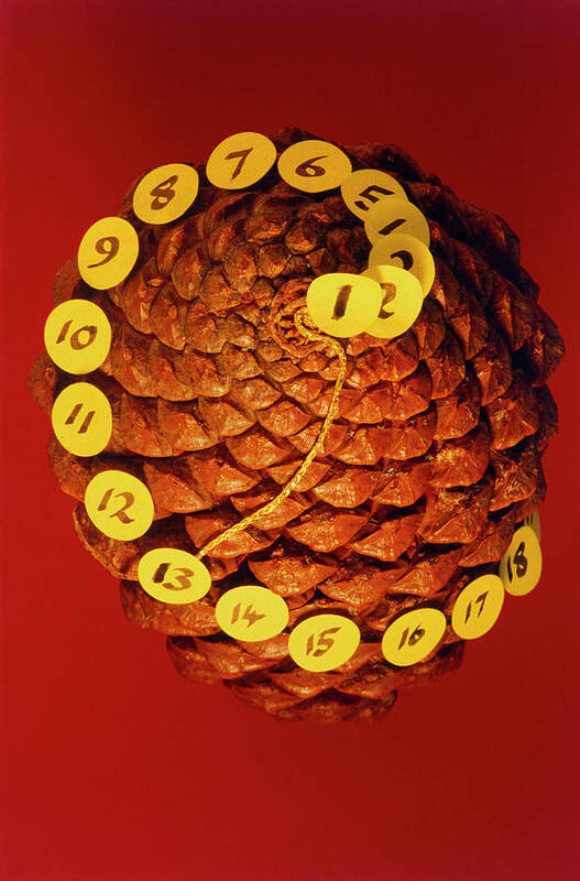 Fibonacci Numbers Art Print featuring the photograph Fibonacci Numbers In A Pinecone #1 by Adam Hart-davis/science Photo Library