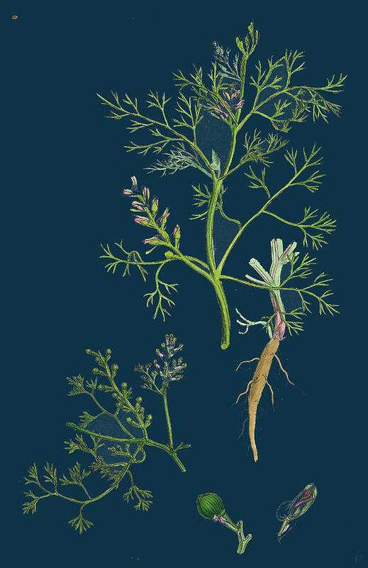 19th Century Art Print featuring the drawing Fumaria Parviflora Lamarks Small Flowered Fumitory #1 by English School