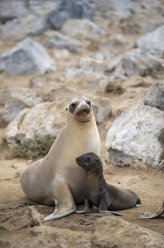 Tui De Roy Art Print featuring the photograph Galapagos Sea Lion And Pup Champion #1 by Tui De Roy