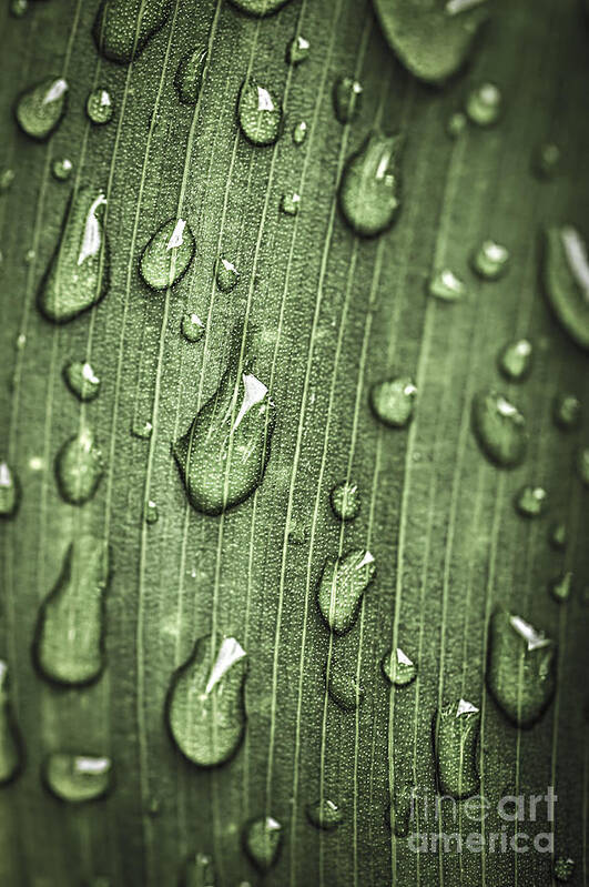Plant Art Print featuring the photograph Green leaf abstract with raindrops 1 by Elena Elisseeva