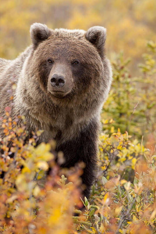 Bear Art Print featuring the photograph Grizzly Bear in Autumn #1 by Tim Grams