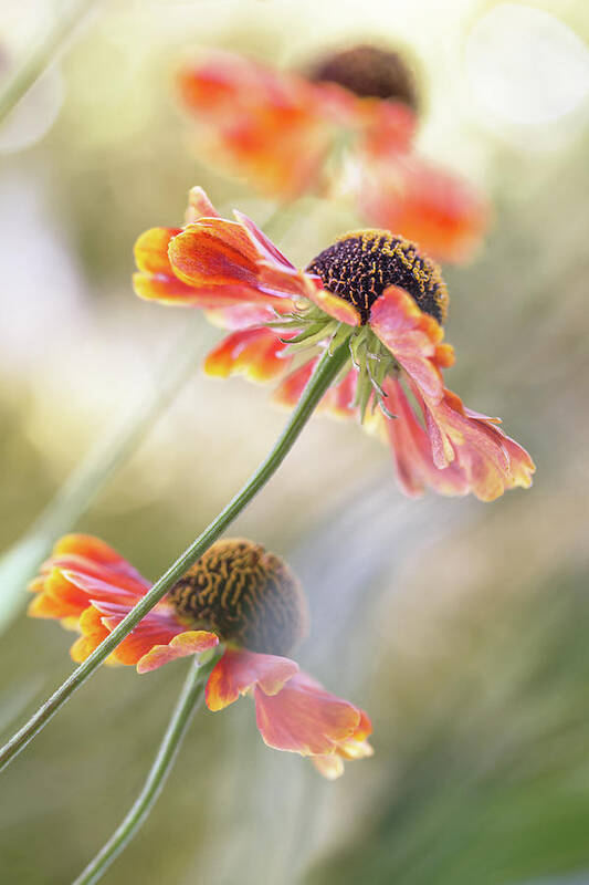 Summer Art Print featuring the photograph Helenium* #1 by Mandy Disher