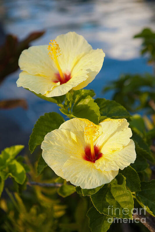 Flowers Art Print featuring the photograph Bright Yellow Hibiscus by Roselynne Broussard