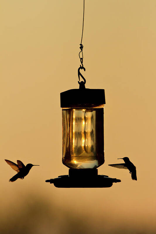Archilochus Colubris Art Print featuring the photograph Hummingbirds At Feeder Before Sunrise #1 by Larry Ditto