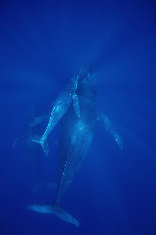 Feb0514 Art Print featuring the photograph Humpback Whale Cow Calf And Male Escort by Flip Nicklin