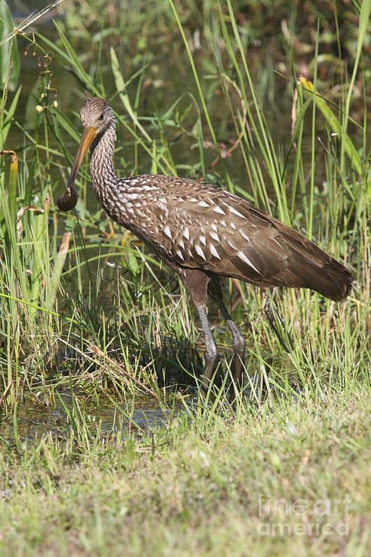 Limpkin Art Print featuring the photograph Limpkin In The Glades by Christiane Schulze Art And Photography