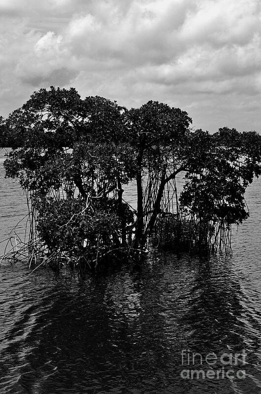 Mangrove Art Print featuring the photograph Mangrove Island #1 by Andres LaBrada