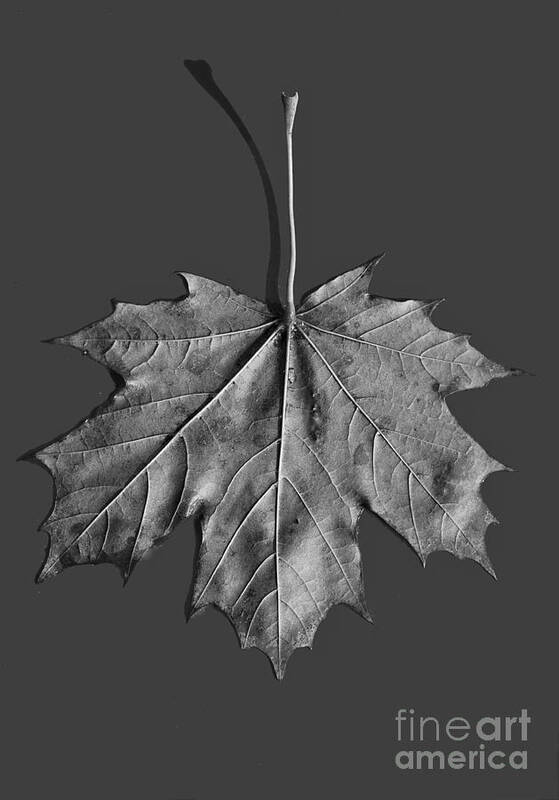 Maple Art Print featuring the photograph Maple Leaf #2 by Steven Ralser