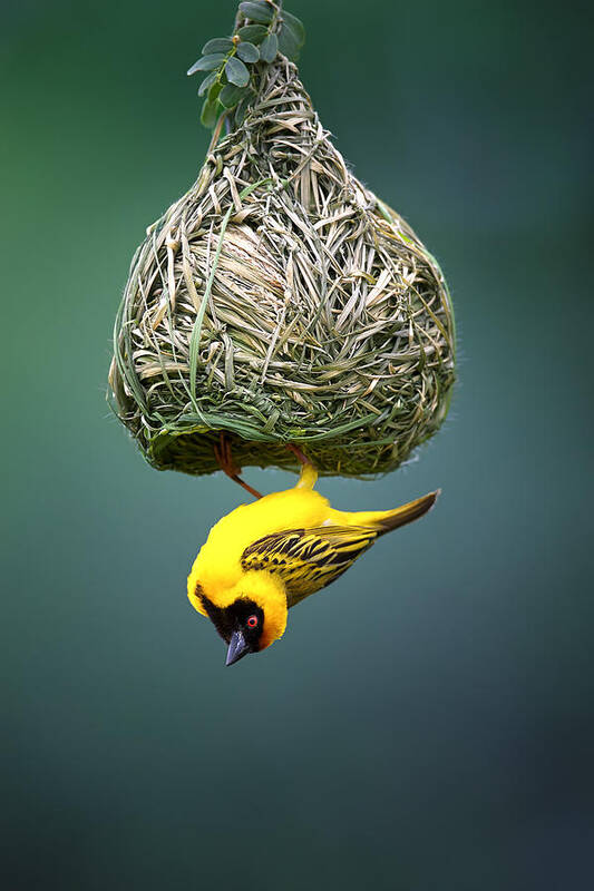 Africa Art Print featuring the photograph Masked weaver at nest #3 by Johan Swanepoel