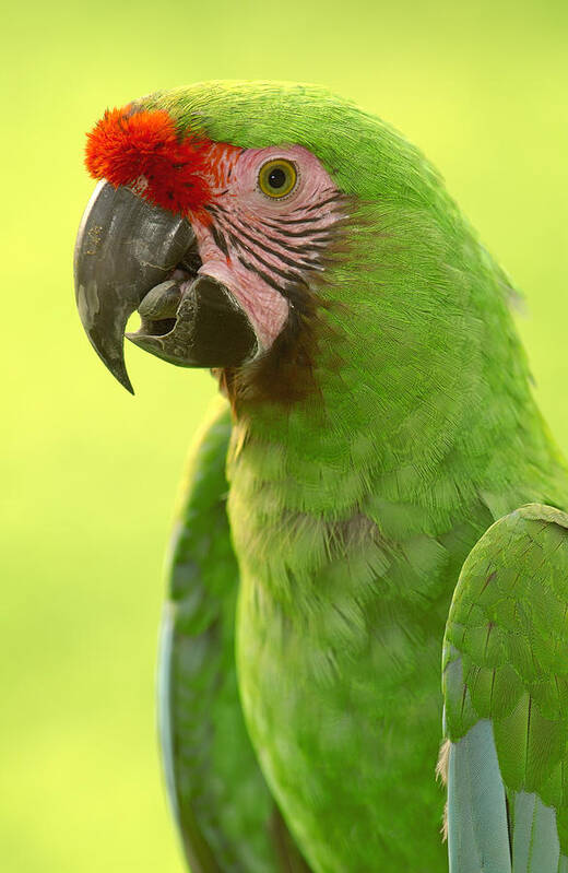 Feb0514 Art Print featuring the photograph Military Macaw Portrait Amazonian #1 by Pete Oxford