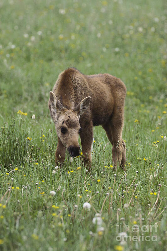 Outdoors Art Print featuring the photograph Moose #1 by Art Wolfe