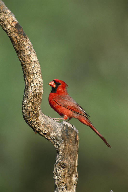 Feb0514 Art Print featuring the photograph Northern Cardinal Male Texas #1 by Tom Vezo