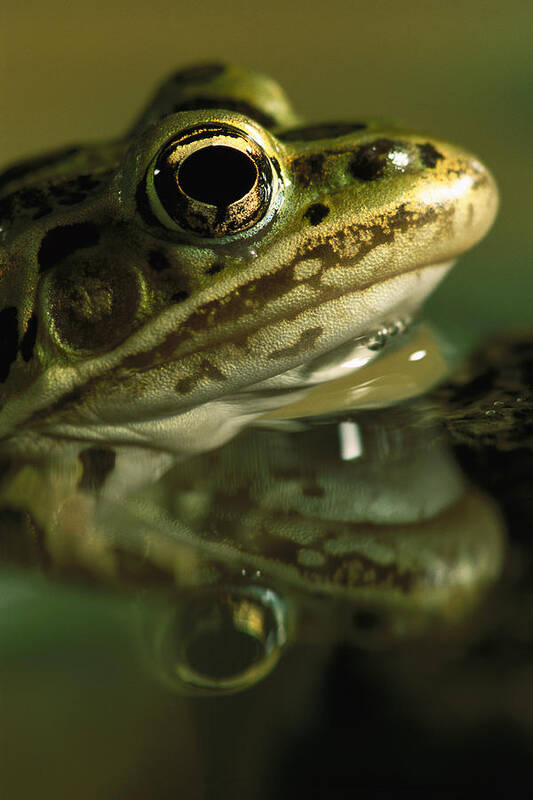 Feb0514 Art Print featuring the photograph Northern Leopard Frog #1 by Heidi & Hans-Juergen Koch