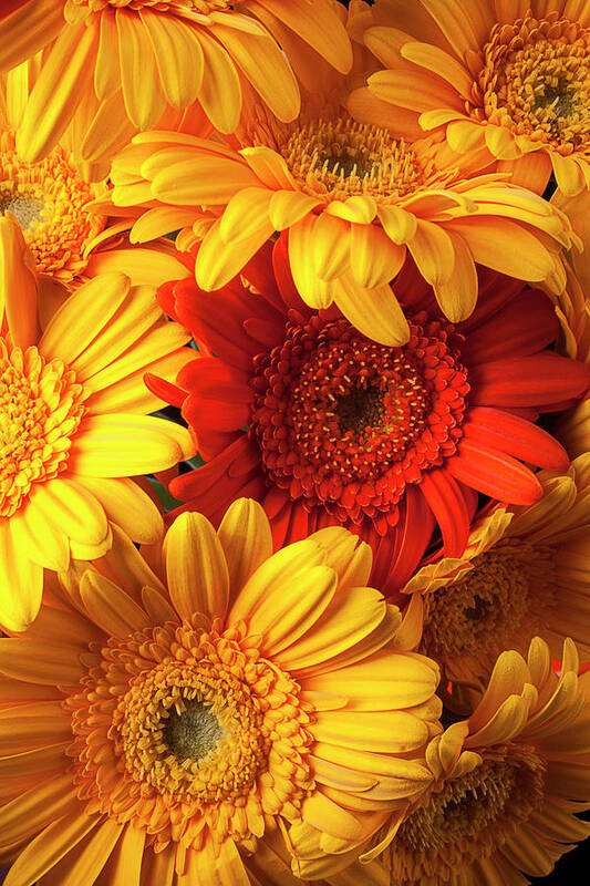 Orange Color Art Print featuring the photograph Orange Gerbera Among Yellow Ones #1 by Garry Gay