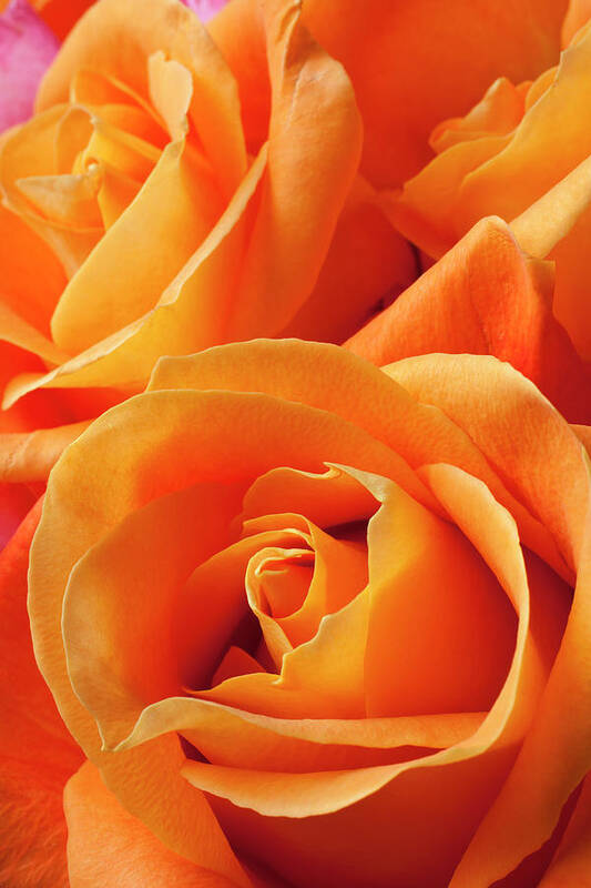 Orange Color Art Print featuring the photograph Orange Roses #1 by Garry Gay