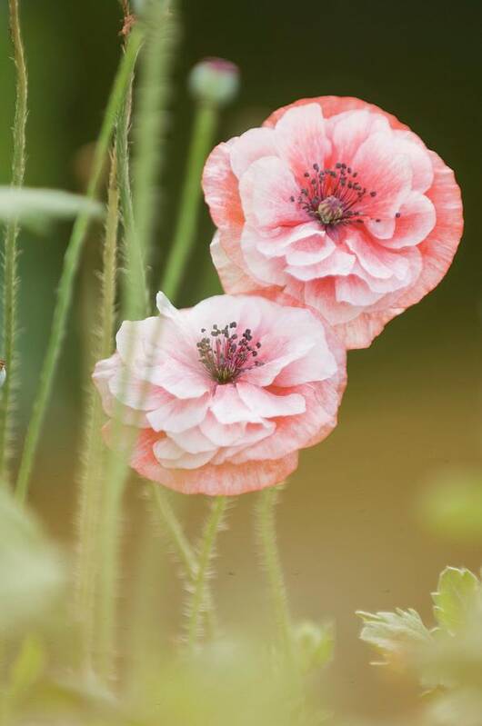 Pink Double Shirley Poppy Art Print featuring the photograph Pink Double Shirley Poppies #1 by Maria Mosolova